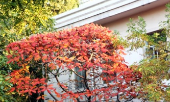 �Ї��ƌW(xu��)Ժɽ��ú̿���W(xu��)�о���